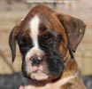 Tanyati C Litter