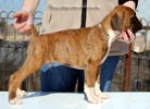 Tanyati C Litter