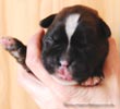 Tanyati C Litter