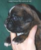 Tanyati C Litter