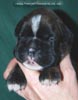 Tanyati C Litter