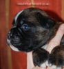 Tanyati C Litter