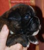 Tanyati C Litter