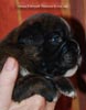 Tanyati C Litter