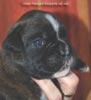 Tanyati C Litter