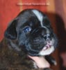 Tanyati C Litter