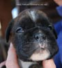 Tanyati C Litter