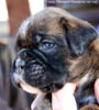 Tanyati C Litter