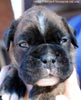Tanyati C Litter