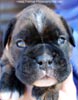 Tanyati C Litter