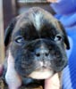 Tanyati C Litter