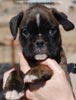 Tanyati C Litter