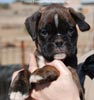 Tanyati C Litter