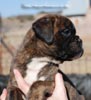 Tanyati C Litter