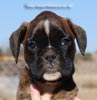 Tanyati C Litter