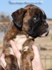 Tanyati C Litter