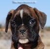 Tanyati C Litter