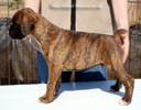 Tanyati C Litter