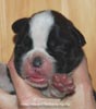 Tanyati C Litter