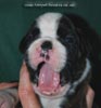 Tanyati C Litter