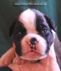 Tanyati C Litter