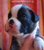 Tanyati C Litter