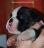 Tanyati C Litter