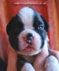Tanyati C Litter