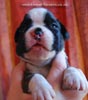 Tanyati C Litter