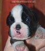 Tanyati C Litter