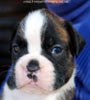 Tanyati C Litter