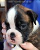 Tanyati C Litter
