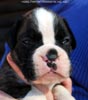 Tanyati C Litter