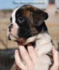 Tanyati C Litter