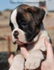 Tanyati C Litter