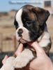 Tanyati C Litter