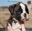 Tanyati C Litter