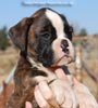 Tanyati C Litter
