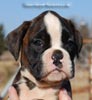 Tanyati C Litter