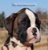 Tanyati C Litter