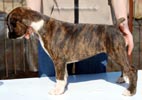 Tanyati C Litter