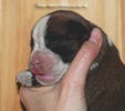 Tanyati C Litter