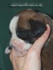 Tanyati C Litter