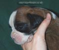 Tanyati C Litter