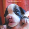 Tanyati C Litter
