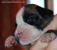 Tanyati C Litter