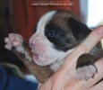 Tanyati C Litter