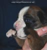 Tanyati C Litter