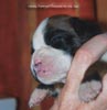 Tanyati C Litter