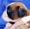 Tanyati C Litter